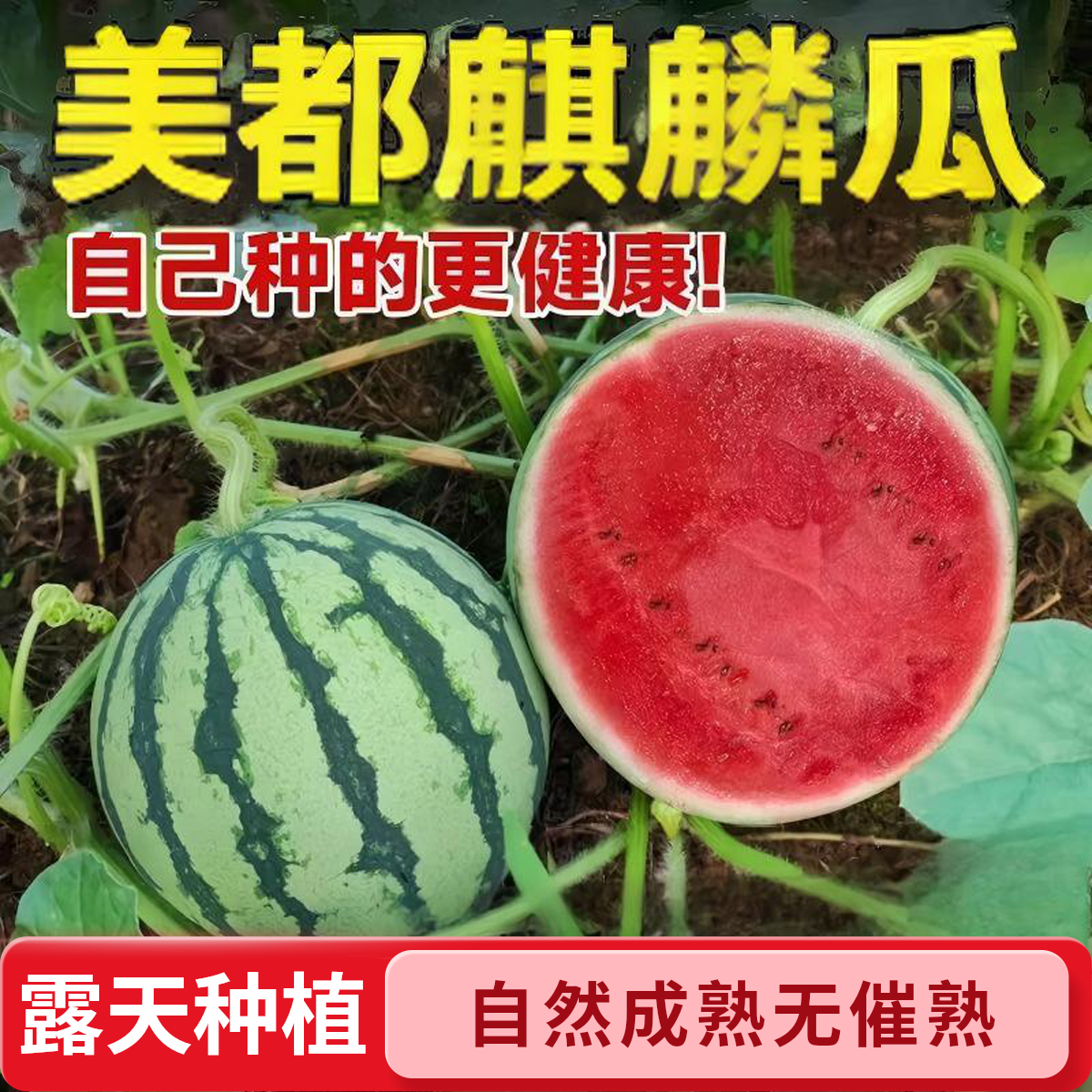 【顺丰包邮】露天正宗美都西瓜纯生态麒麟瓜清甜多汁有籽应季新鲜