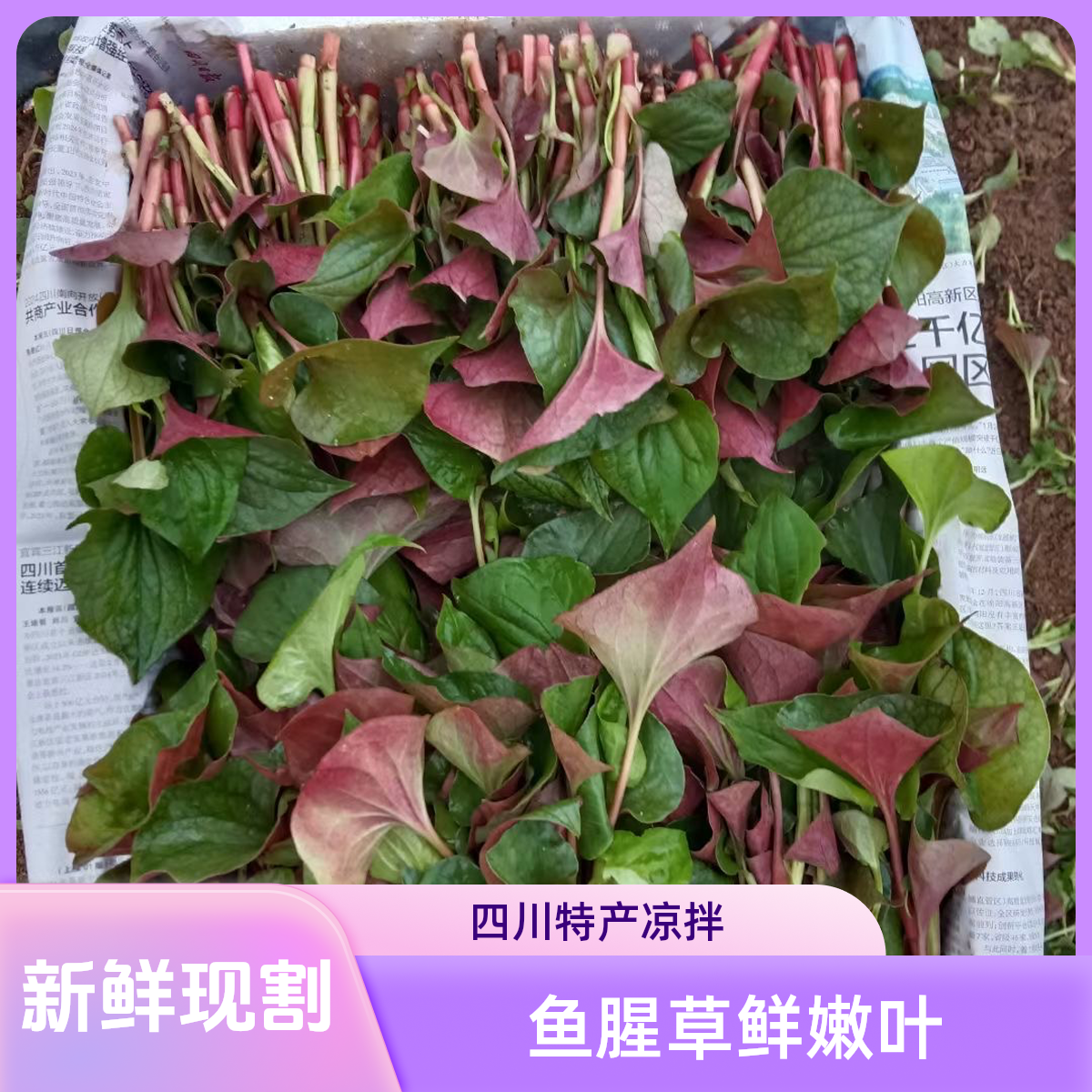 【新鲜现割】四川特产鱼腥草嫩叶折耳根露天种植凉拌蔬菜