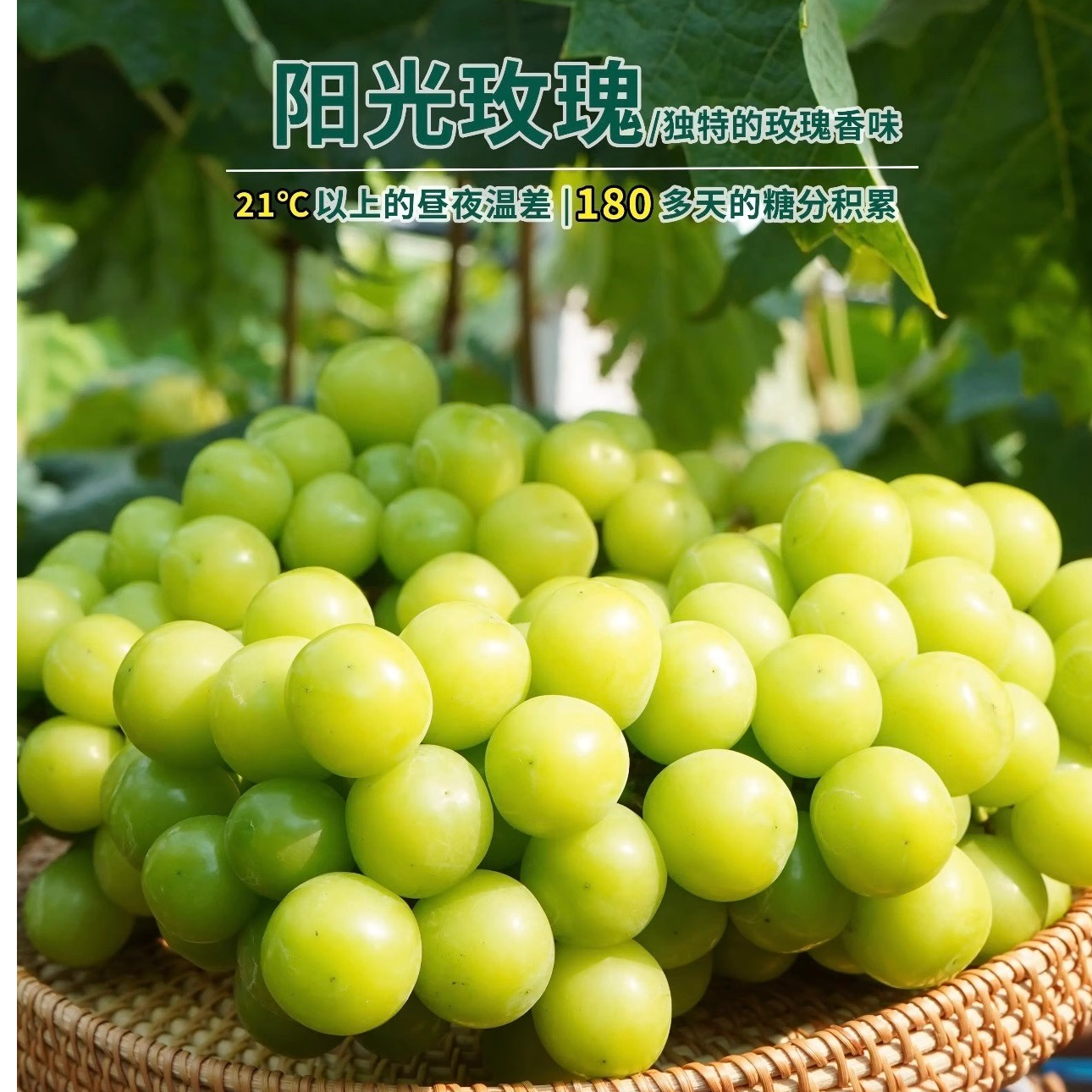 【顺丰包邮】阳光玫瑰葡萄5斤青提端午礼盒装新鲜水果当季整箱