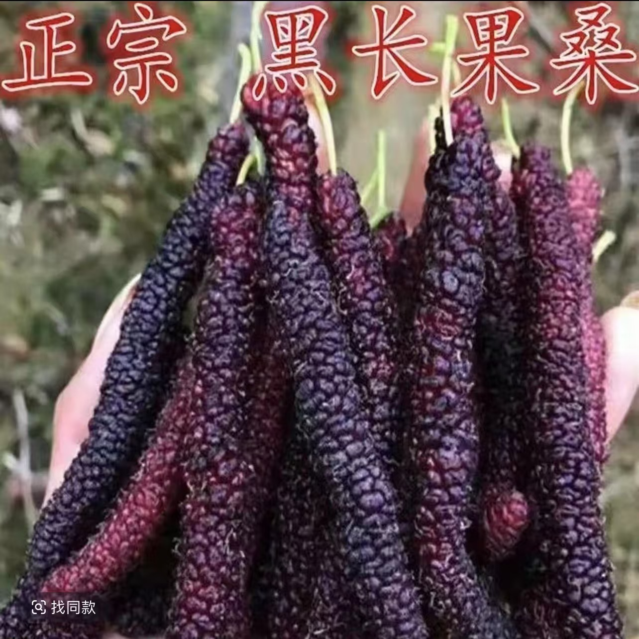 正宗台湾长果桑苗嫁接四季果桑树苗十大果桑短桑葚果树苗当年结果