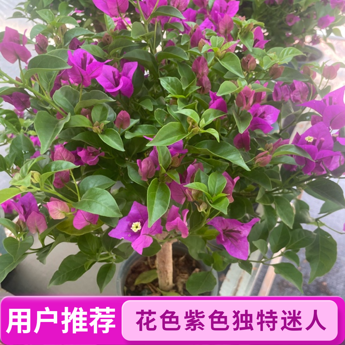 【小王子】云南紫加仑盆四季开花耐寒耐热叶换盆不售后，一物一拍