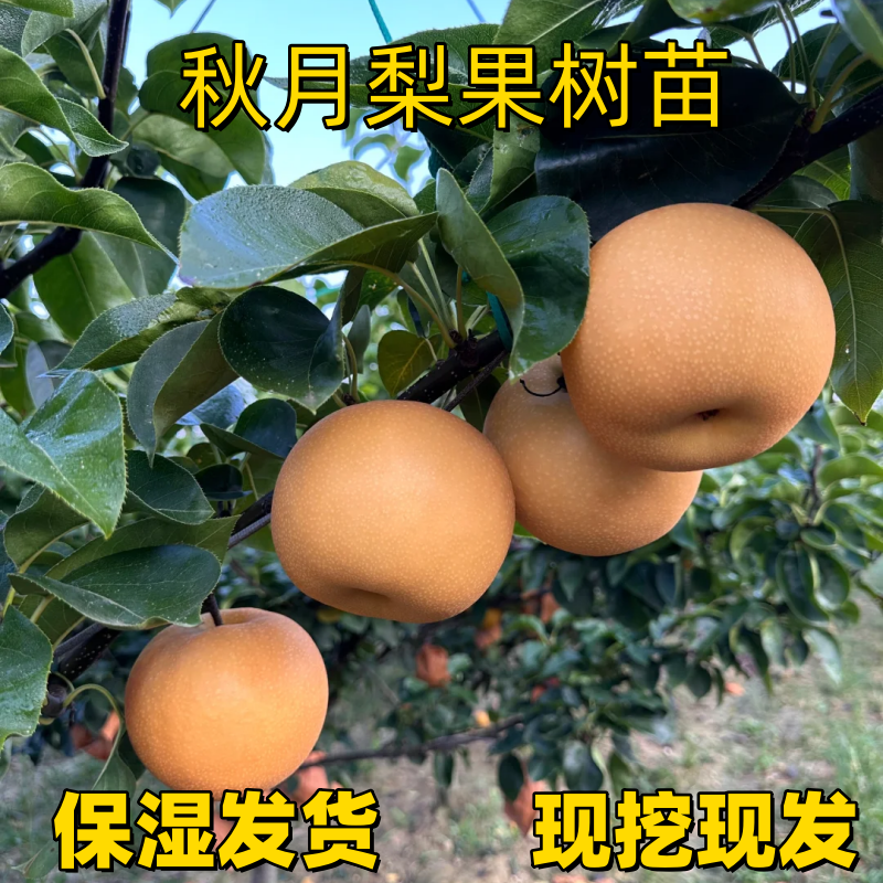 正宗秋月梨嫁接苗北方耐冻南方特大翠冠梨子活苗庭院地栽梨树果苗