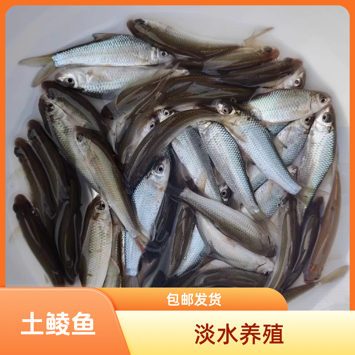 土鲮鱼鲮鱼淡水观赏养殖包邮发货