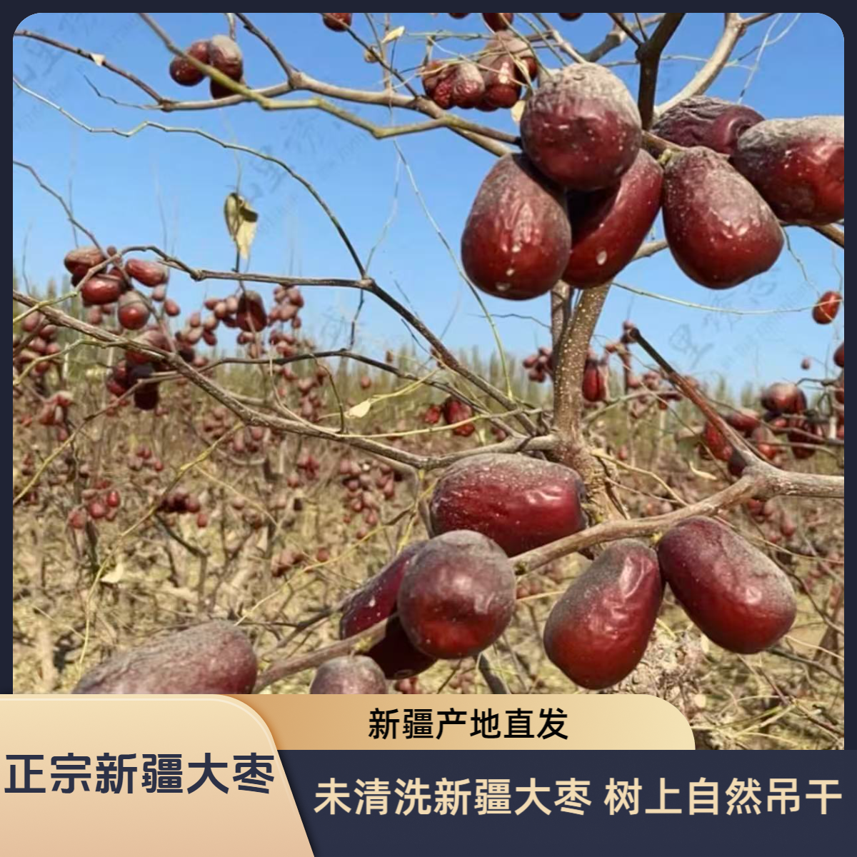 【一级特级装】枣农自发新疆骏枣树上自然风干无清洗无加工原生态