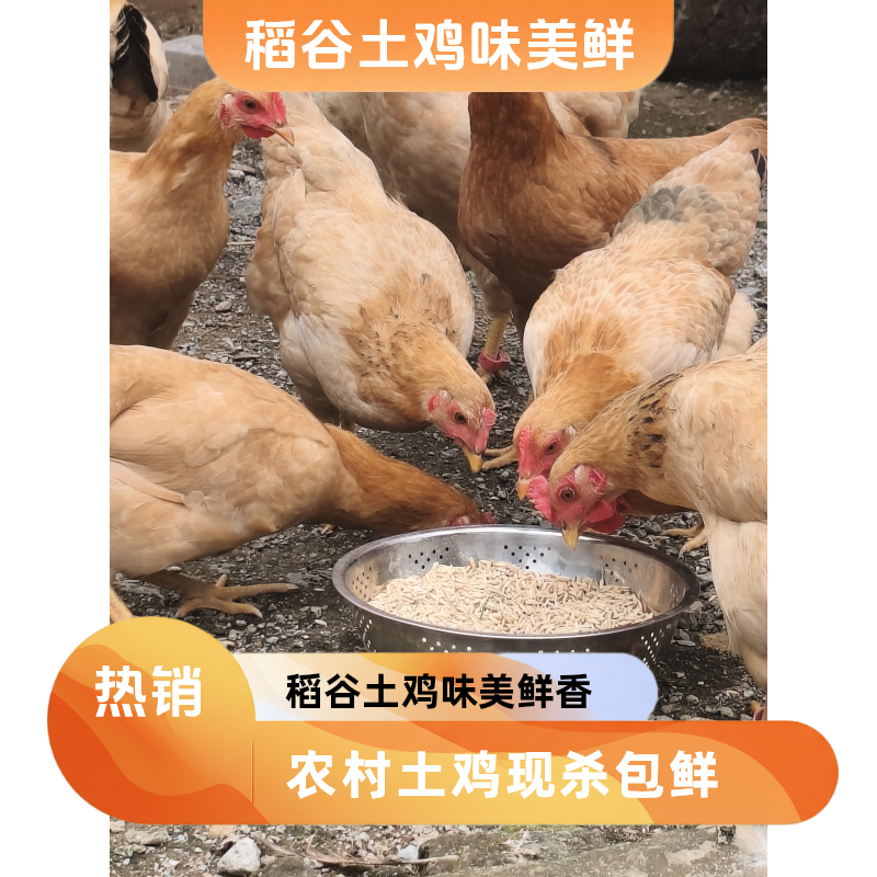 农户直供农村散养正宗稻谷土鸡现杀现发炖汤生鲜 包冰率10%以内
