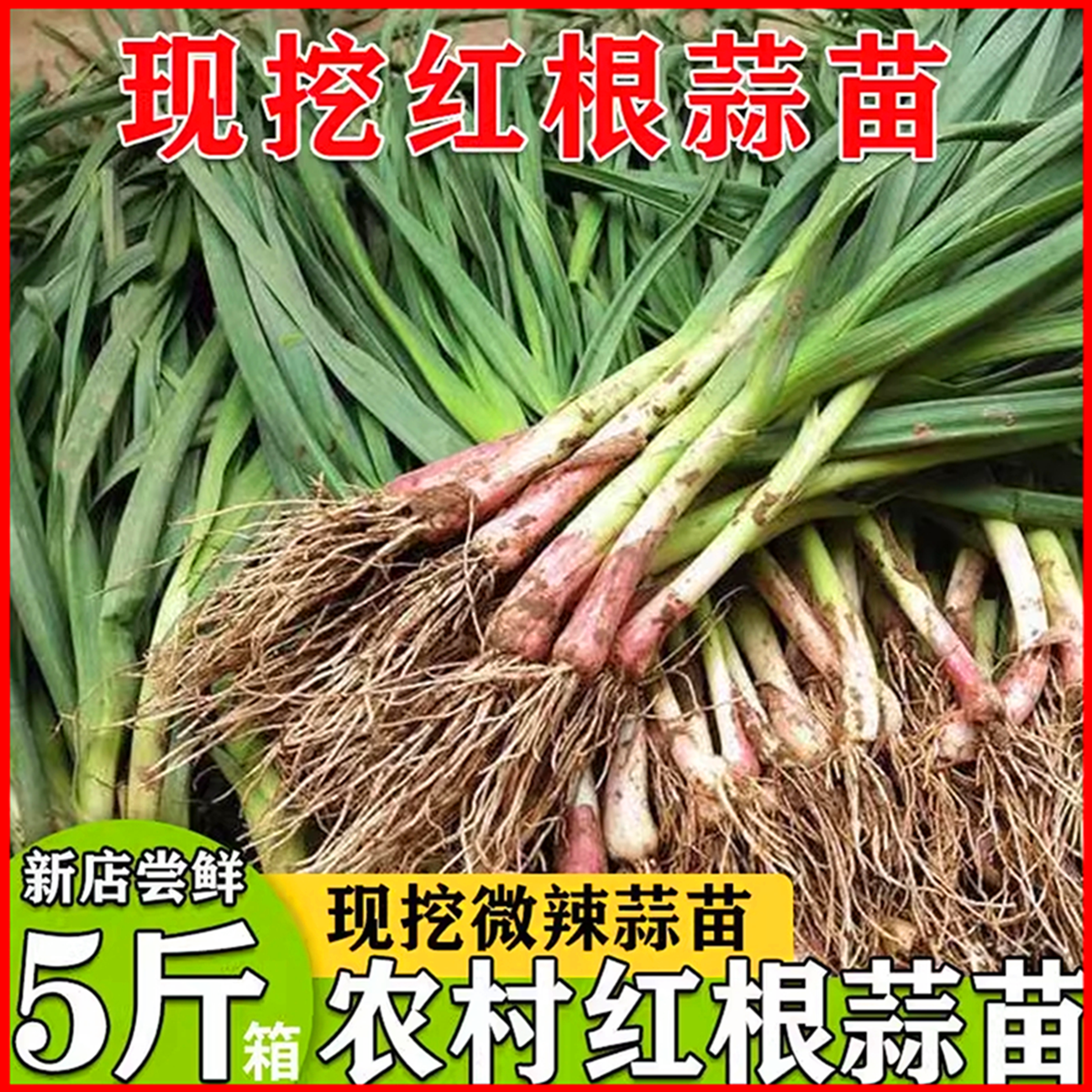红皮青蒜现挖蒜苗家乡农民露天种植新鲜蔬菜当季蔬菜现挖农家菜包