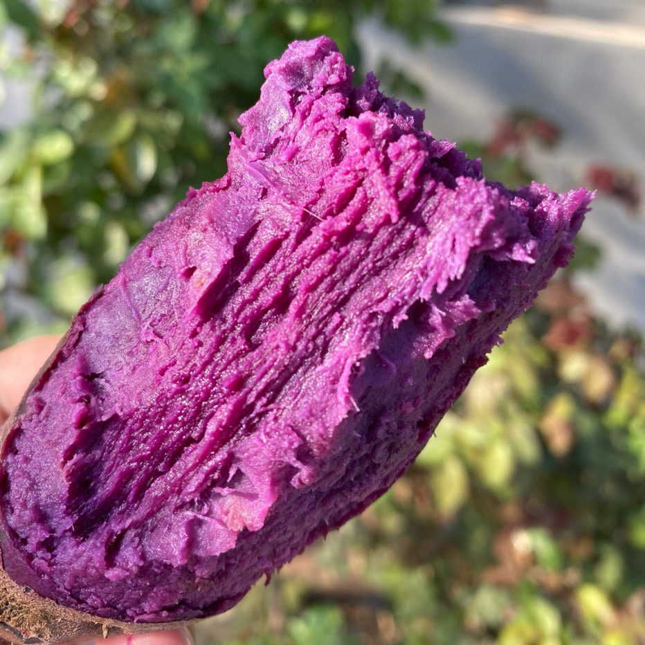 湖北现挖沙地紫薯新鲜软糯香甜正宗紫罗兰紫薯