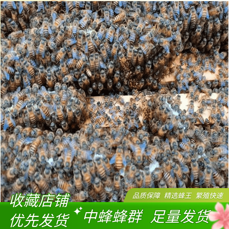 优质中蜂群蜂王体型长屁股尖抗寒耐热种王笼蜂出售