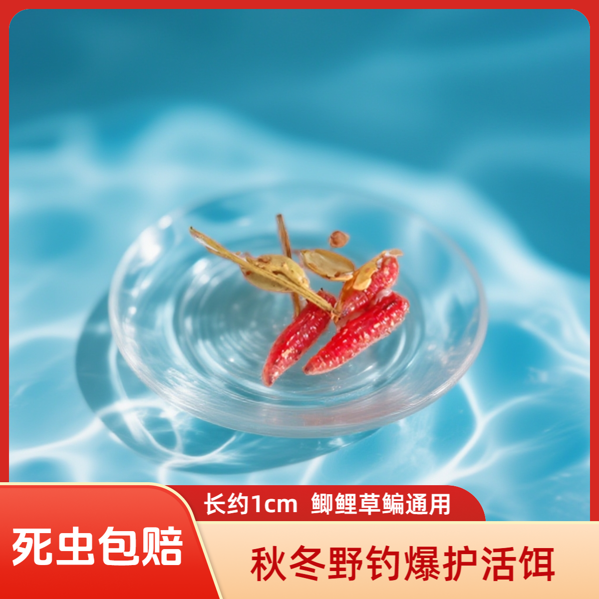 钓鱼饵料鲜活红蛆虫150条小个体活饵鲫鱼鲤鱼马口野钓鱼饵料溪流