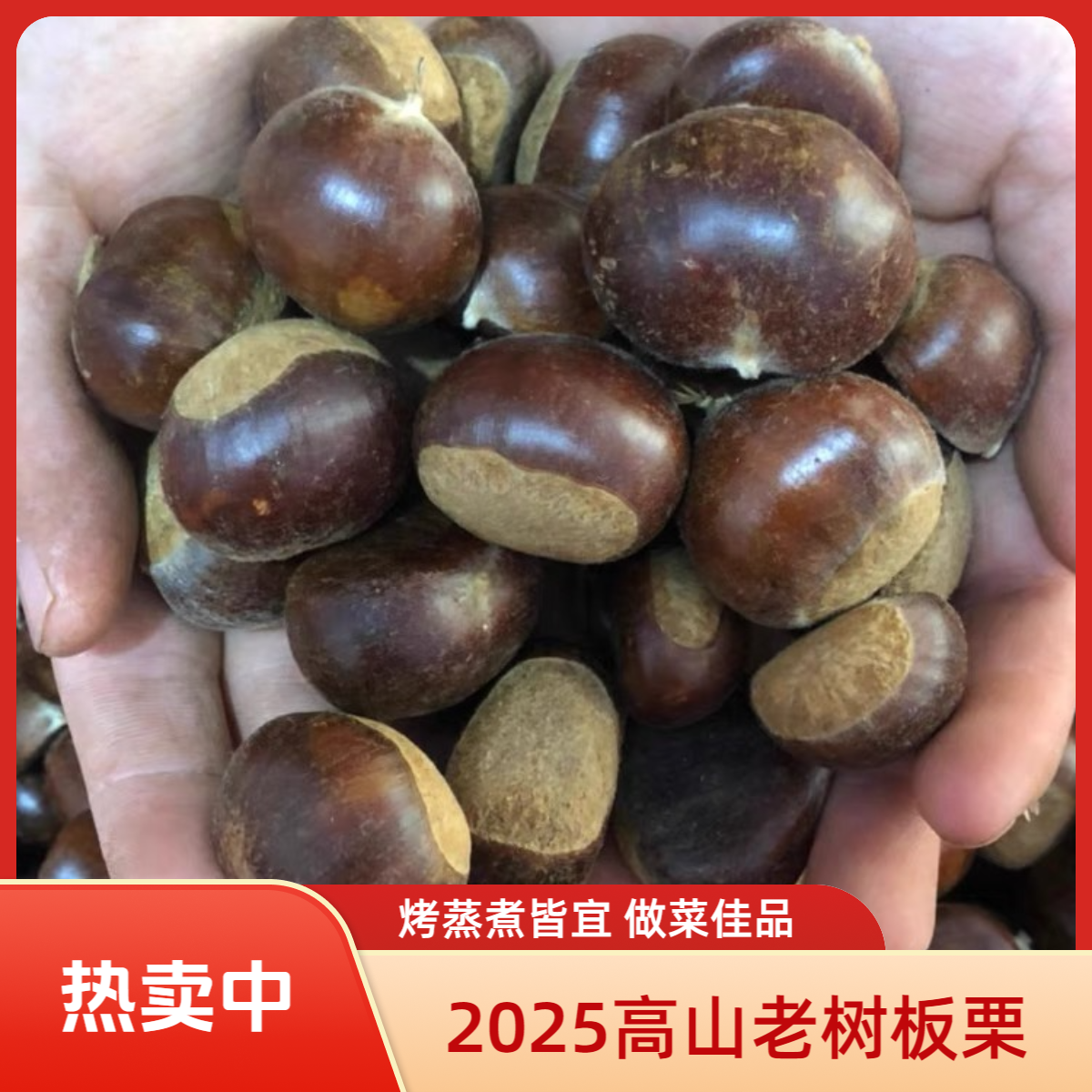 【推荐油栗大果】山东高山老树油栗新鲜薄皮毛栗子 油栗子通果