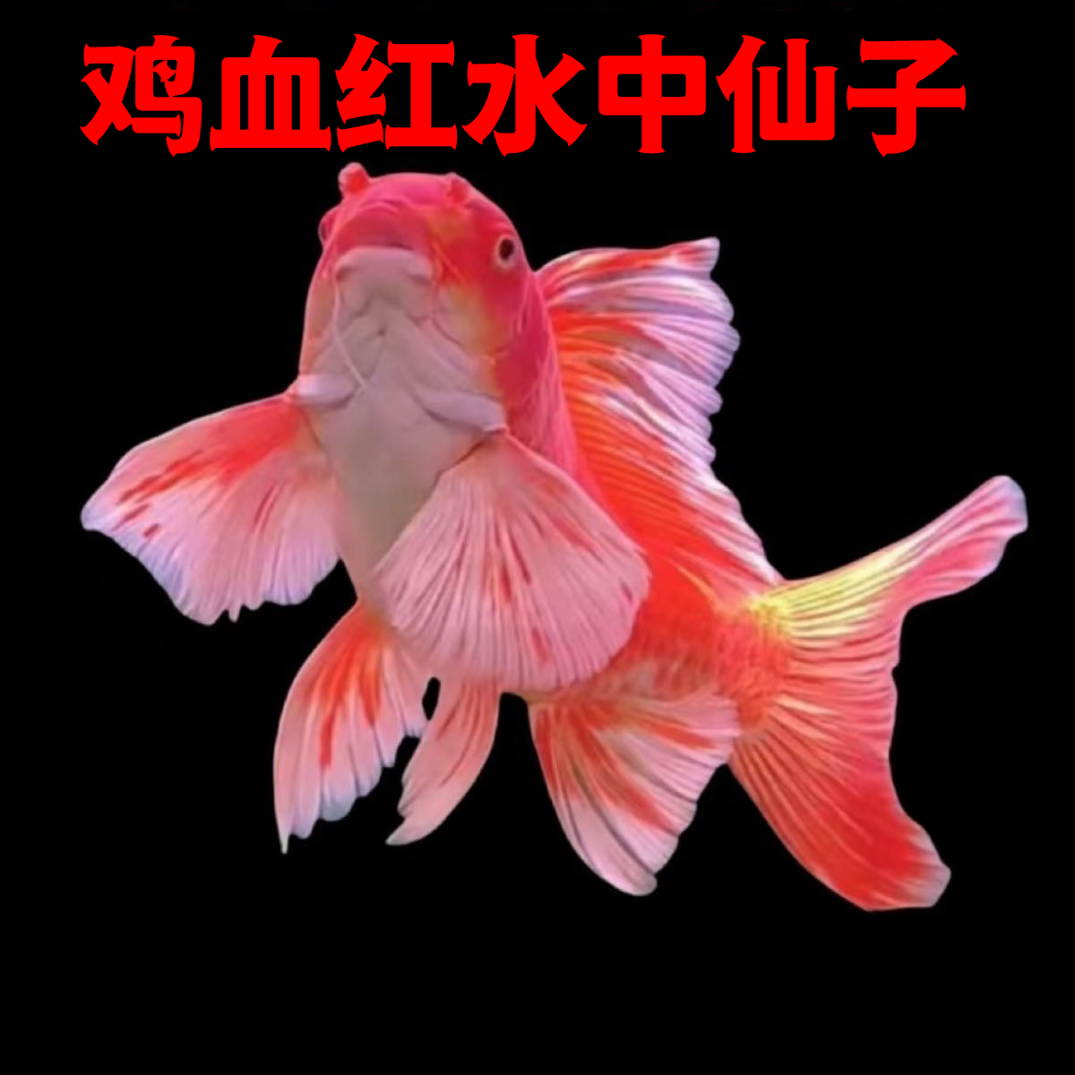 赛季红蝴蝶鲤鸡血红圆鳍耐活普身淡水锦鲤好养纯种贵妃红鱼中国红