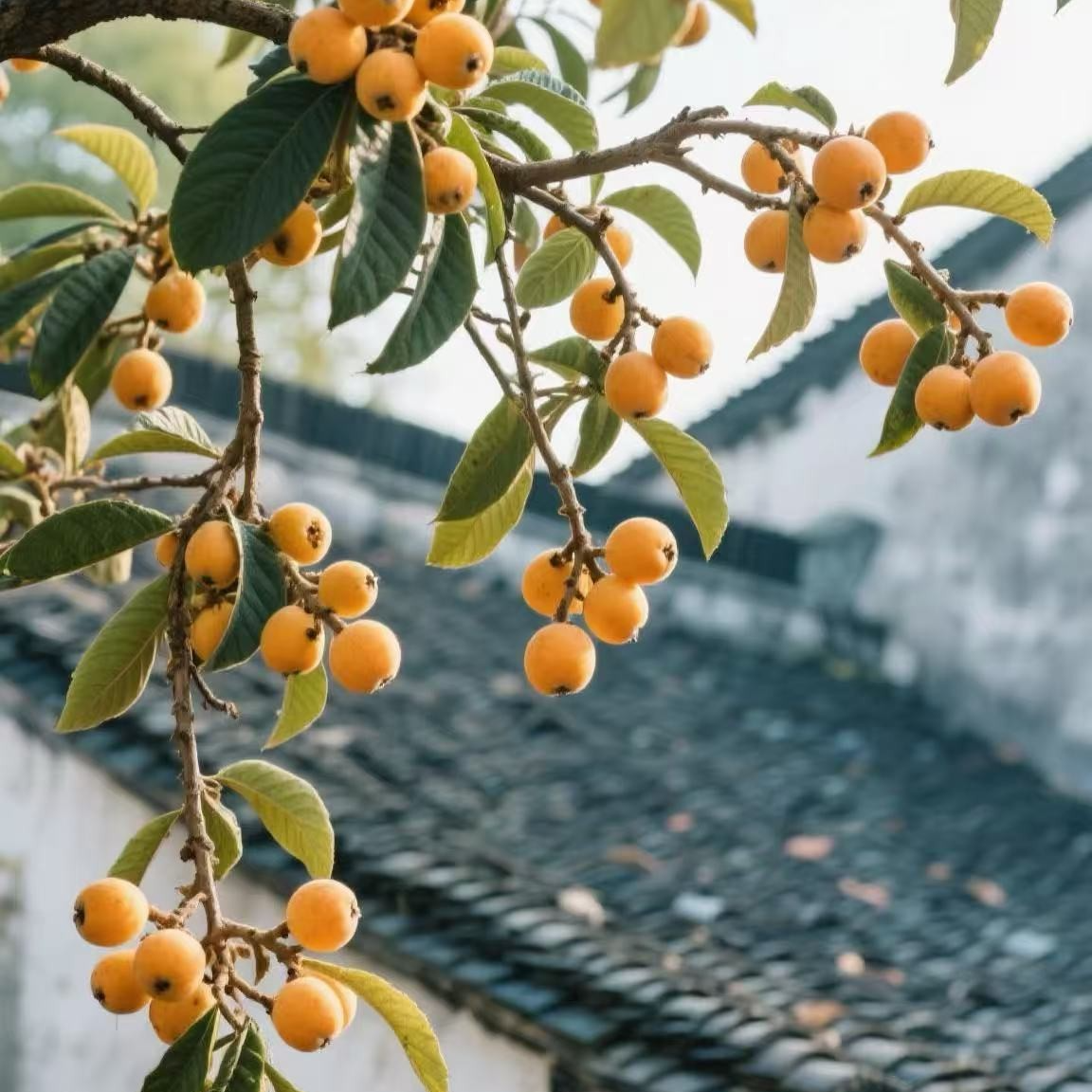 顺意苗木嫁接大五星苗南方北方可种果大肉厚庭院盆栽地栽