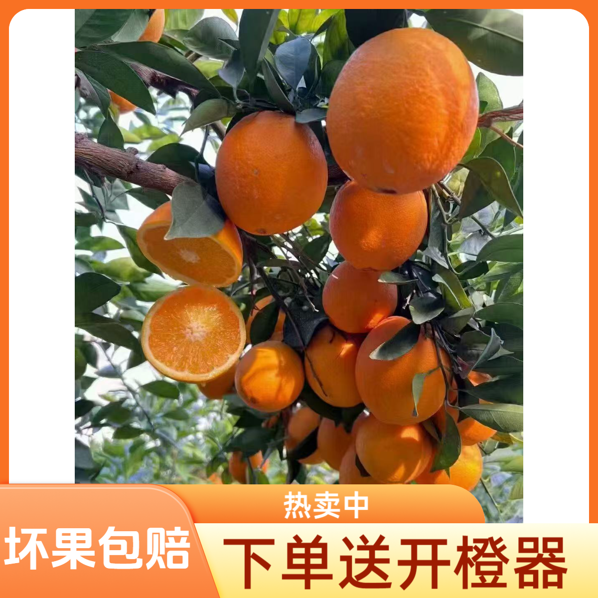 【京东包邮】当季赣南甜脐橙现摘新鲜水果手剥橙寻乌产地直发