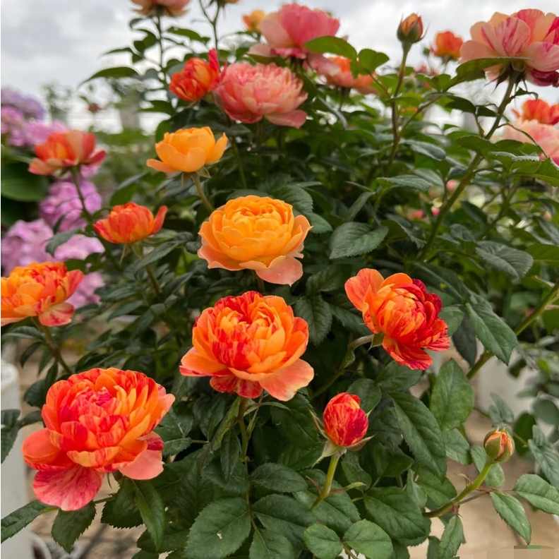 多品种嫁接树桩月季棒棒糖月季花苗庭院四季开花总高度95厘米左右