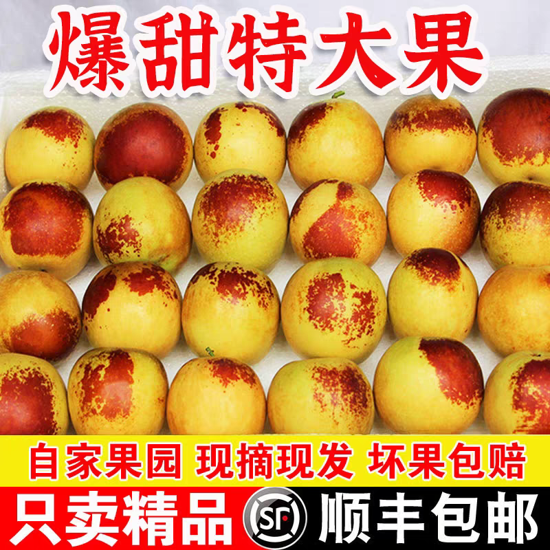 【自家果园】陕西大荔冬枣脆枣新鲜大果冬枣青枣鲜枣子整箱批发