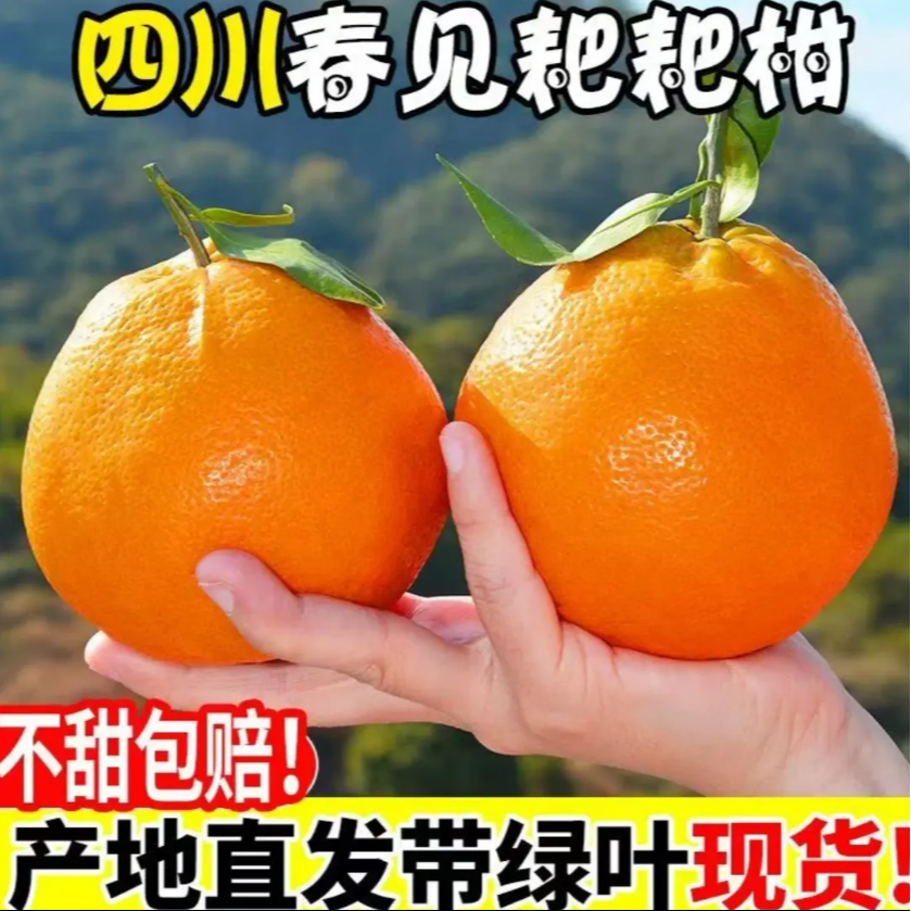 L四川春见耙耙柑4.5/8斤装 果粒饱满粒粒分明