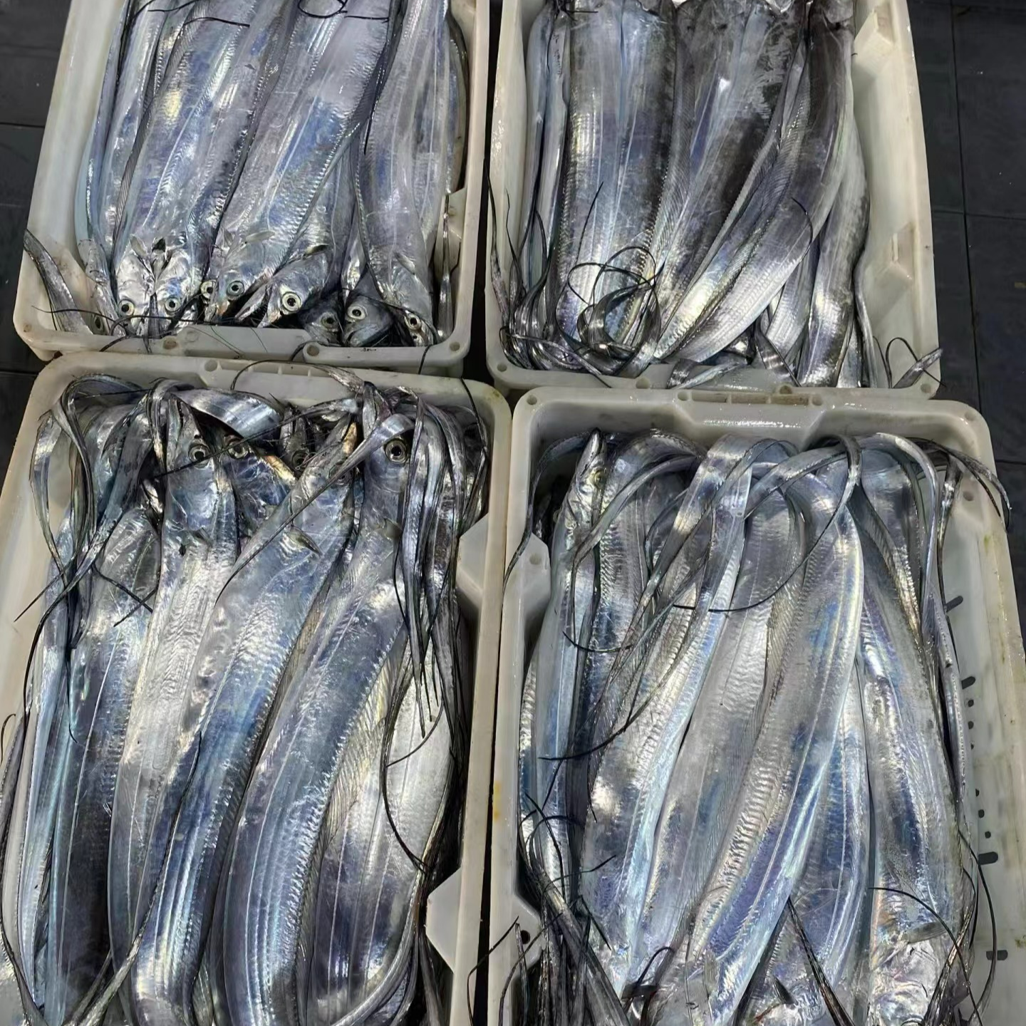 【鱼王】青岛油带鱼 刀鱼 1.2-1.4斤/条 4条5斤 5指宽 无破肚无冰衣