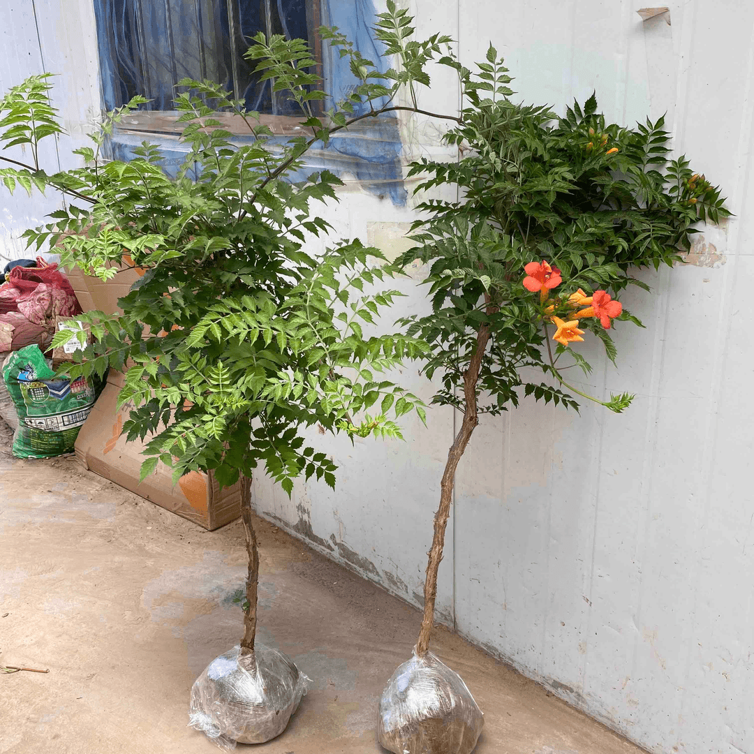 凌霄花苗棒棒糖盆栽地栽爬藤耐寒耐热爬藤庭院阳台花卉好养