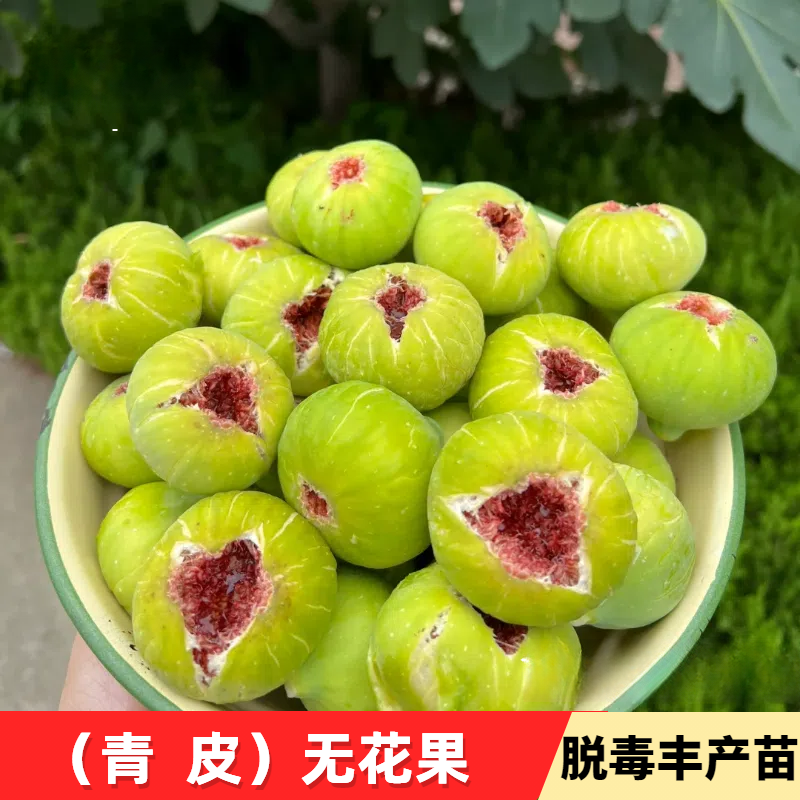 威海青皮无花果树苗南北方四季种植红心无花果苗盆栽地栽无花果苗