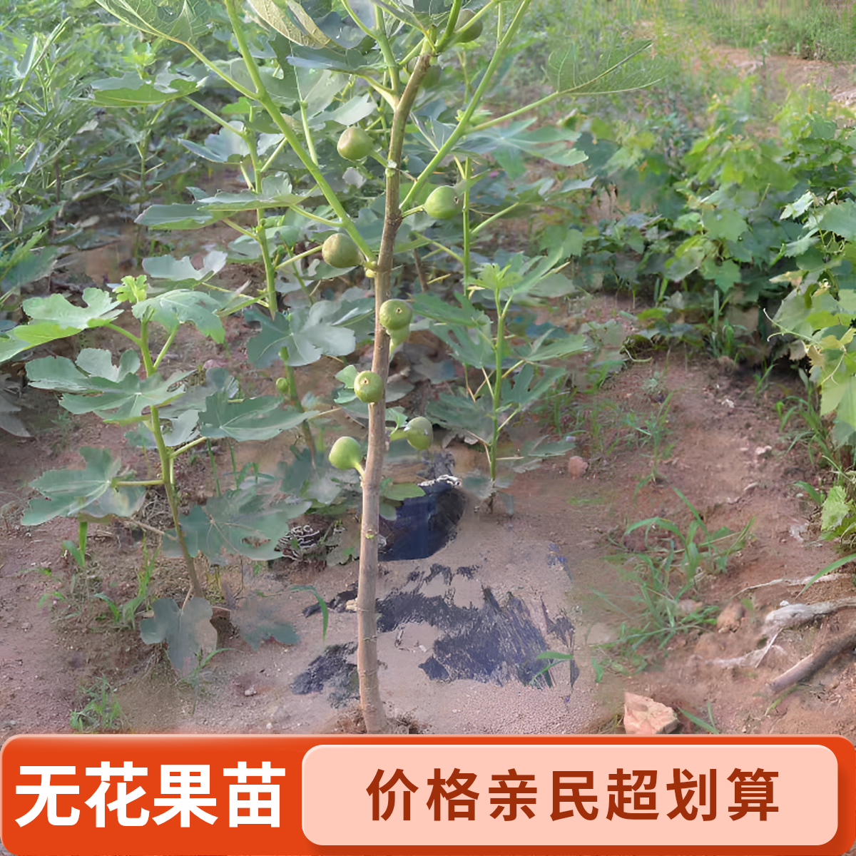 无花果树苗波姬红芭劳奈大果新品种耐寒耐旱盆栽地栽当年结果