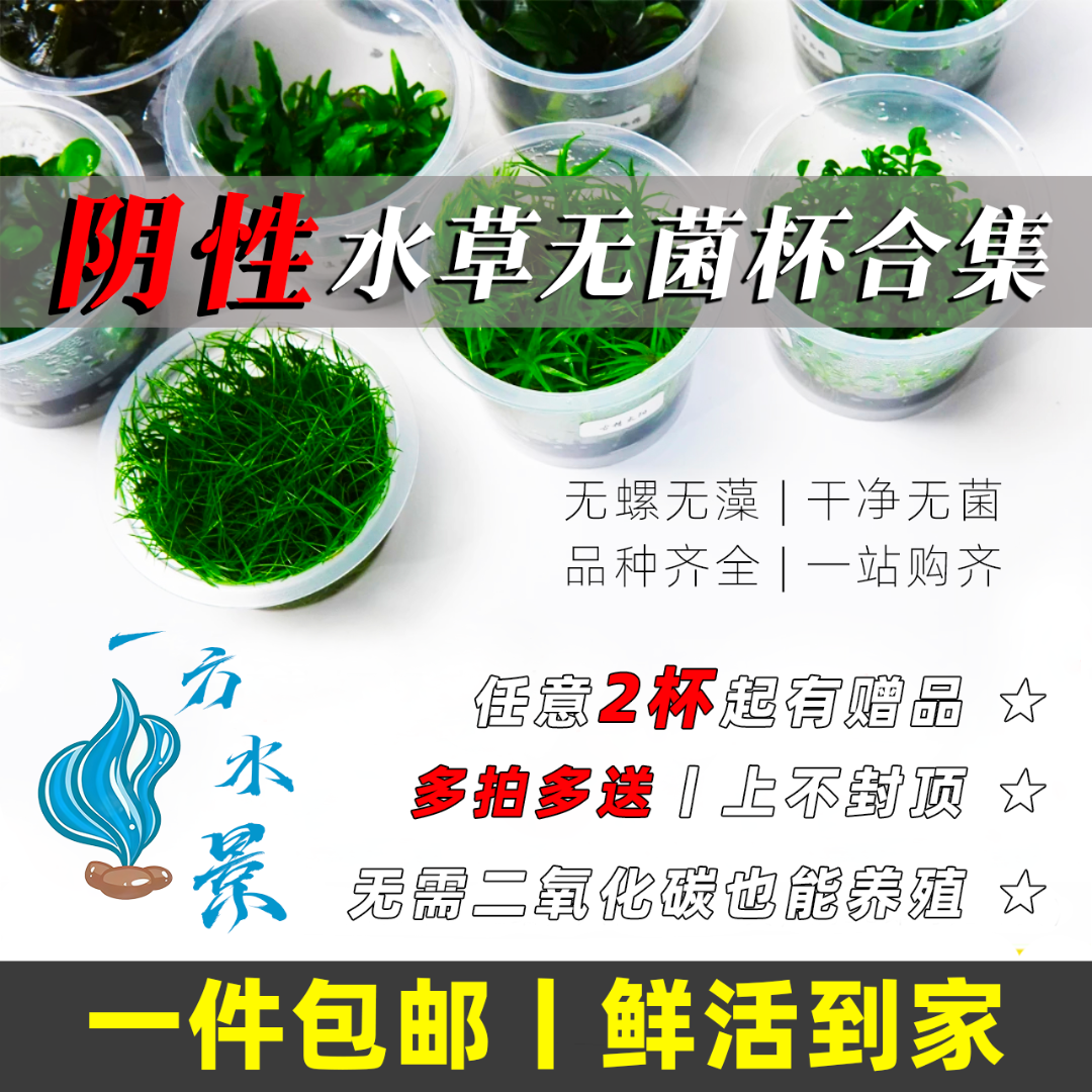阴性水草无菌杯水草合集鱼缸造景前景草坪矮珍珠草高珍珠净化增氧