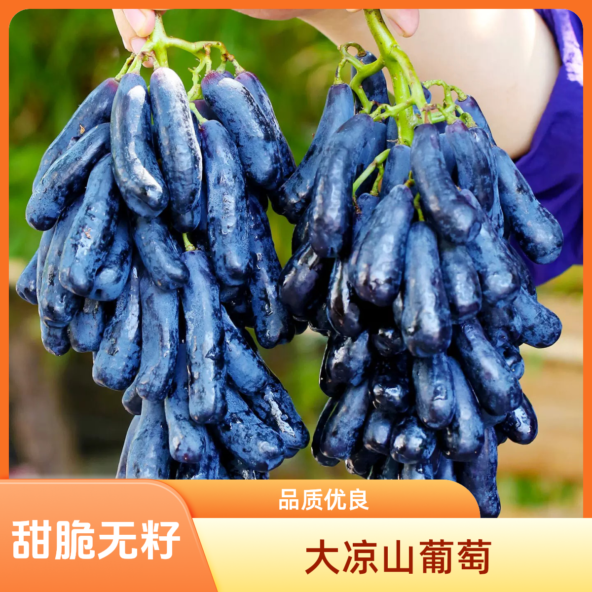 大凉山蓝宝石葡萄【顺丰发货】精品商超大果