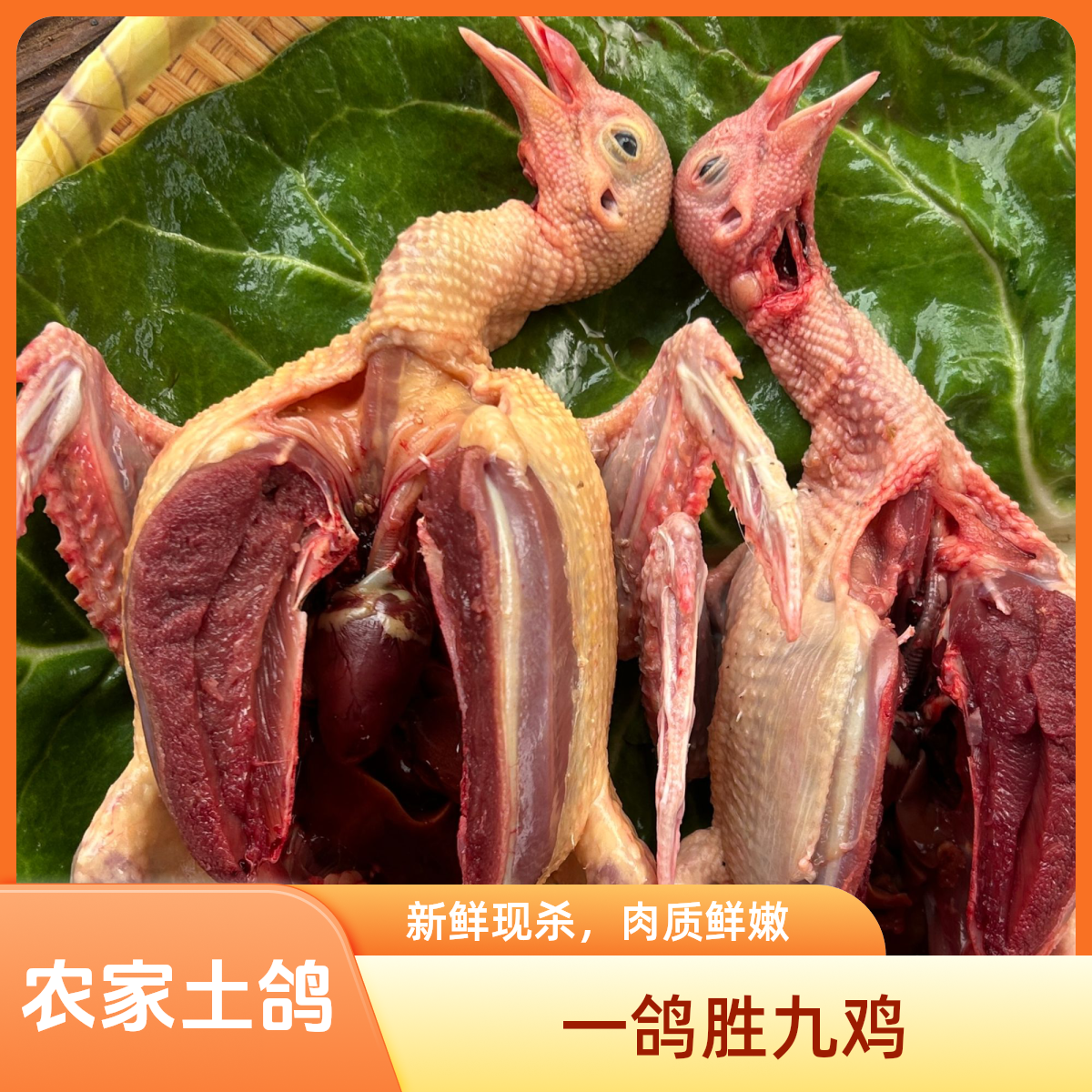 【顺丰包邮】农家土鸽子 全粮散养 现抓现杀 营养新鲜