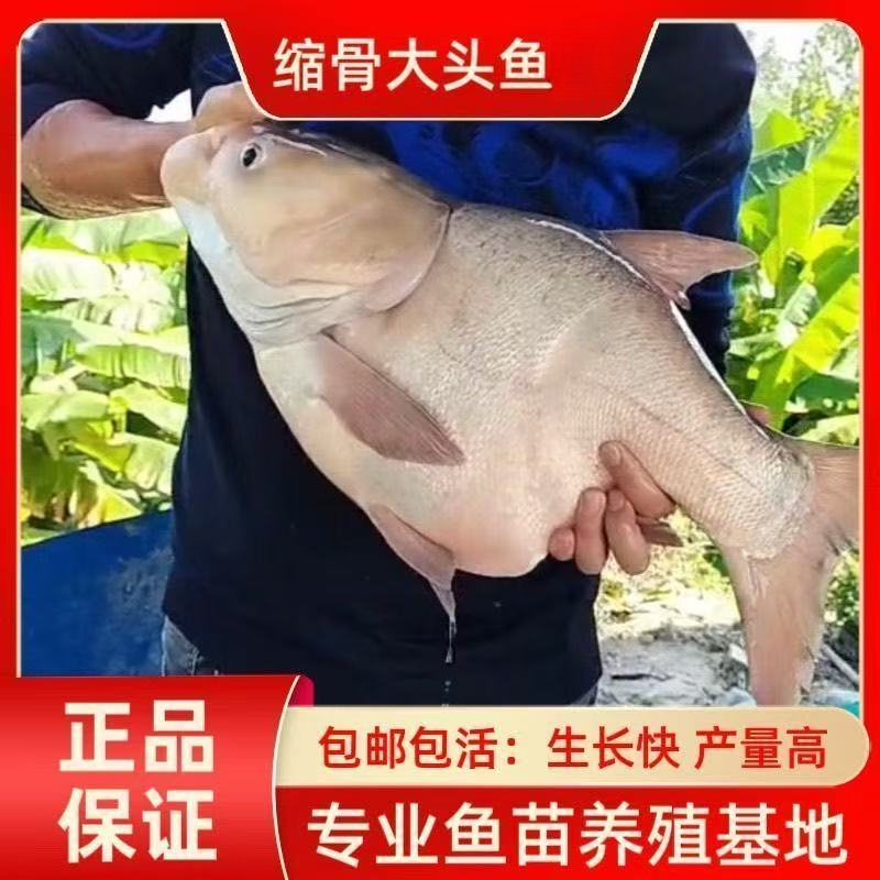 缩骨大头鱼仙骨胖头鱼缩骨花鲢缩骨鲢鳙花鲢鱼淡水养殖宠物观赏