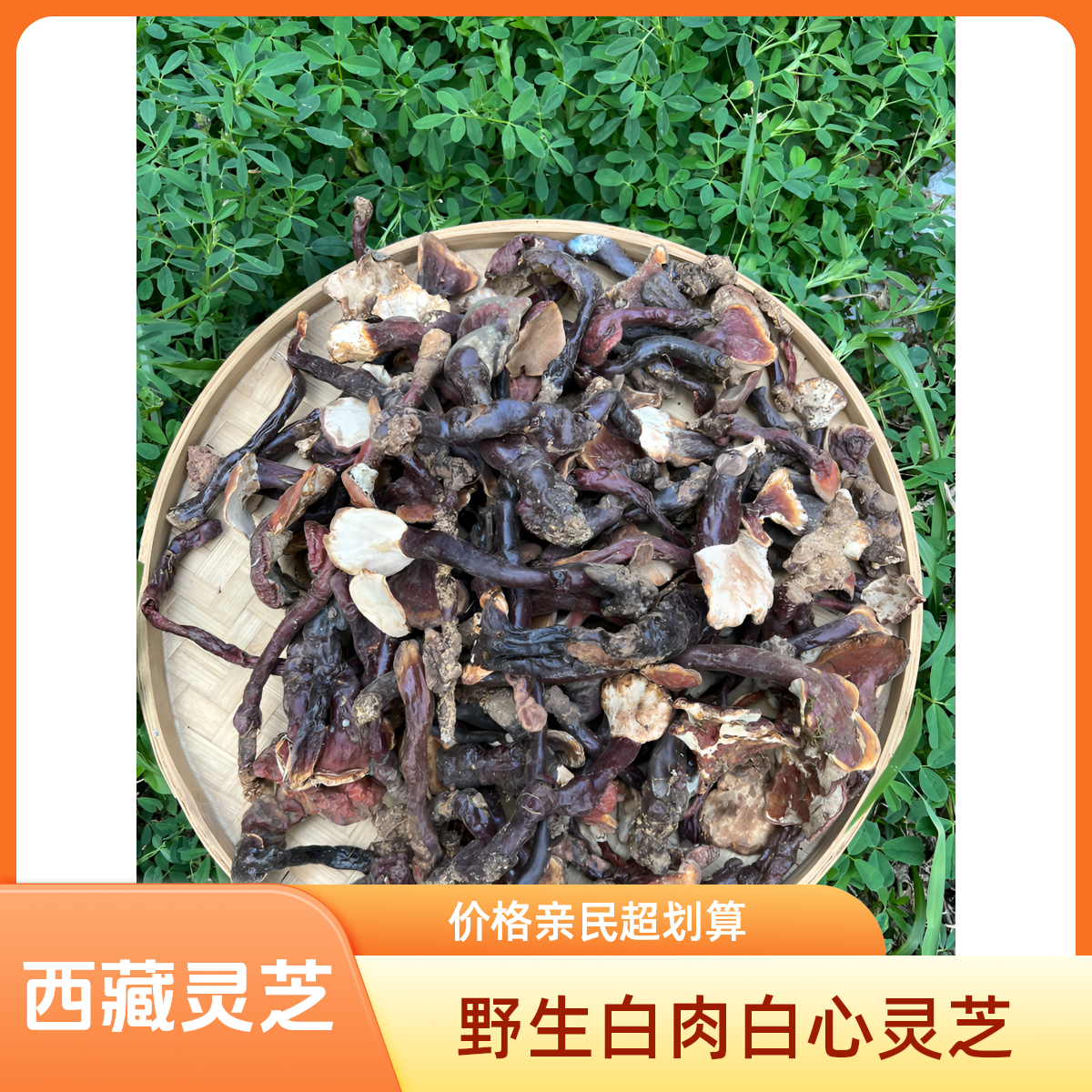 【西藏高原下山货白肉白心小灵芝】西藏发货煮水煲汤泡酒