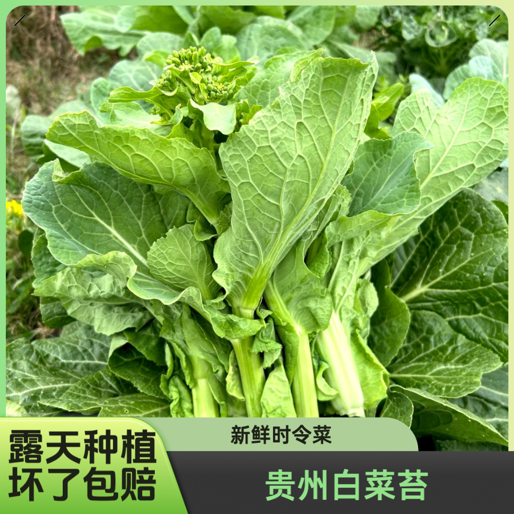 贵州高山本地新鲜白菜苔菜心时令蔬菜