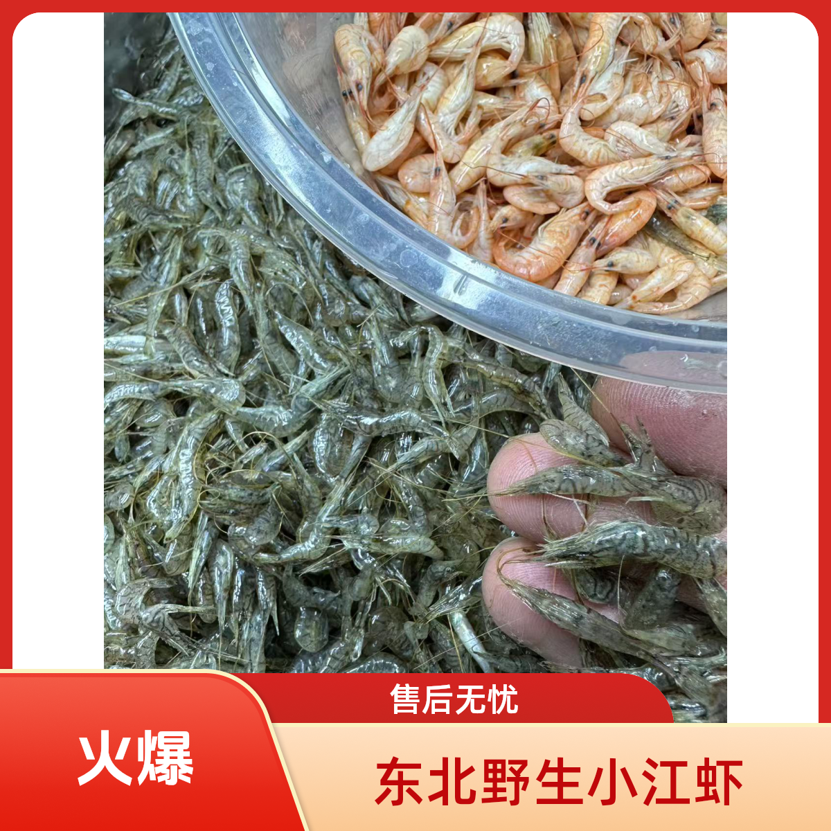 东北野生小江虾 （1.5-2厘米 嫌小勿拍) 速冻发货