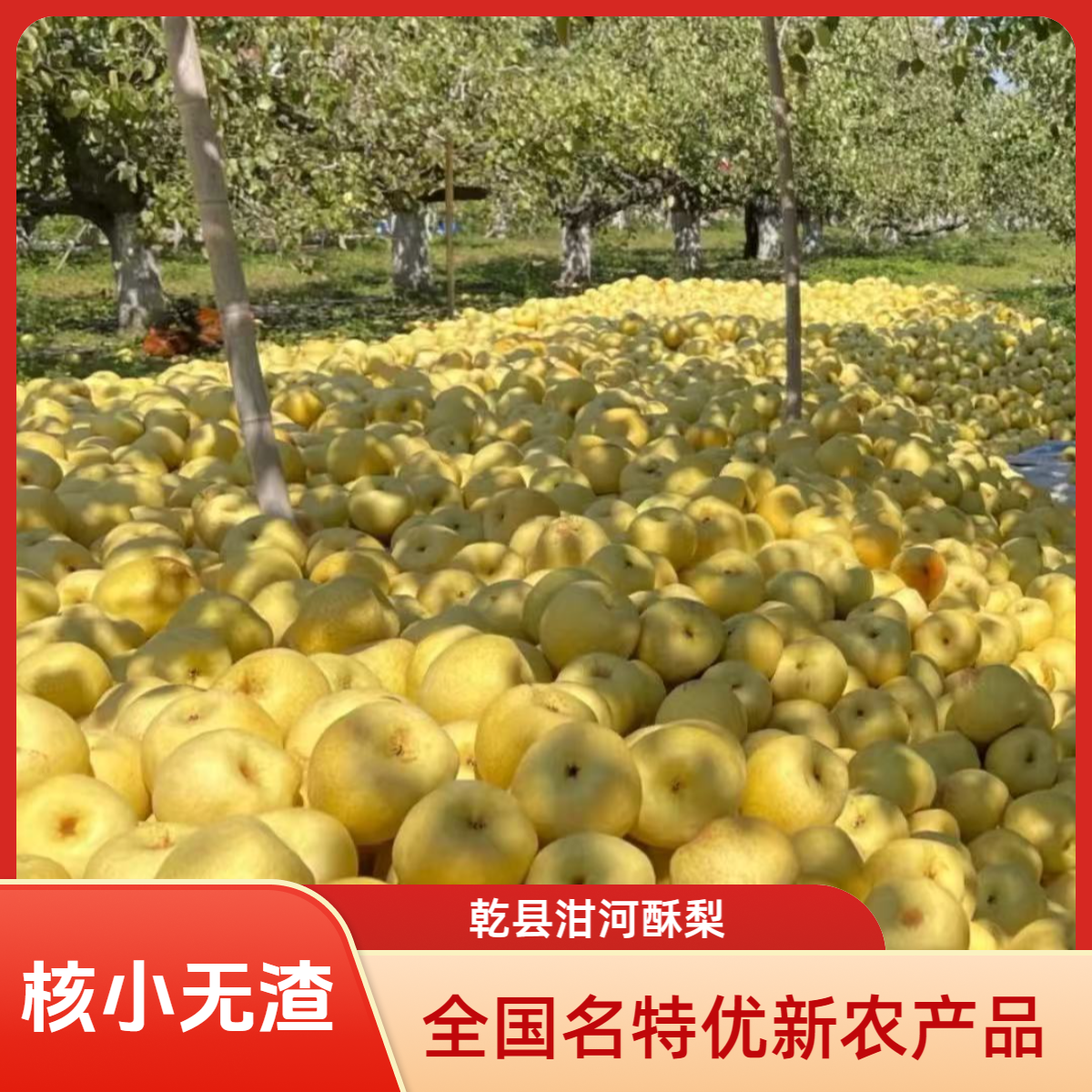 乾县泔河酥梨，味甜多汁核小无渣荣获“全国农产品地理标志保护产品