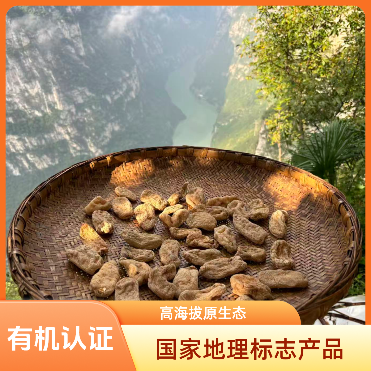 乌天麻有机天麻高海拔原生态金口河天麻250克