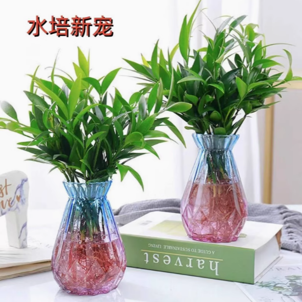 水培竹柏 四季常青花客厅高档植物盆栽绿植室内客办公桌驱蚊好养