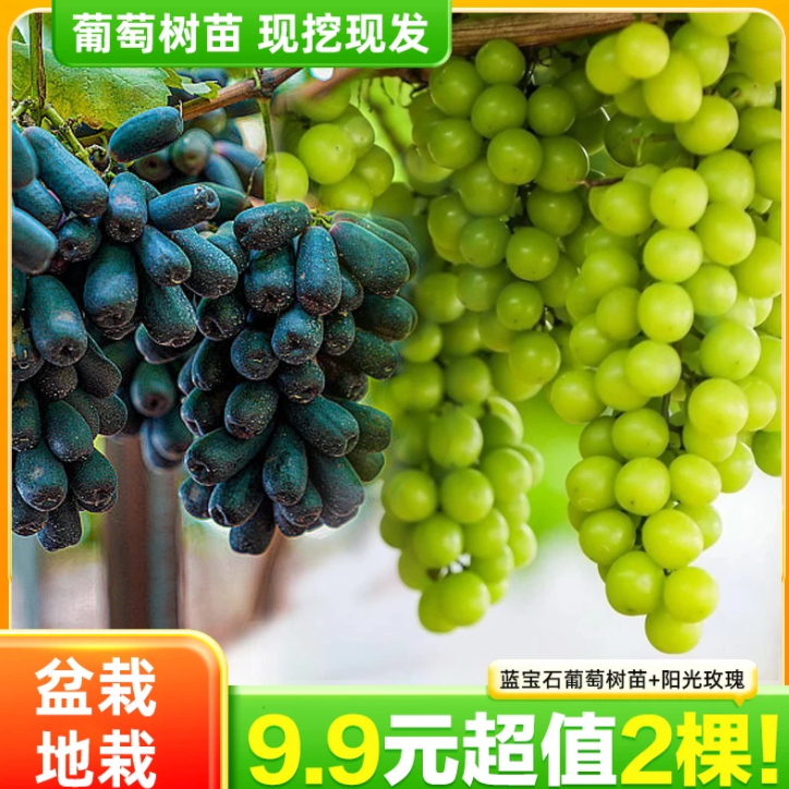 【9·9抢！2棵】葡萄树苗阳光玫瑰蓝宝石易活种植南北方盆栽地载