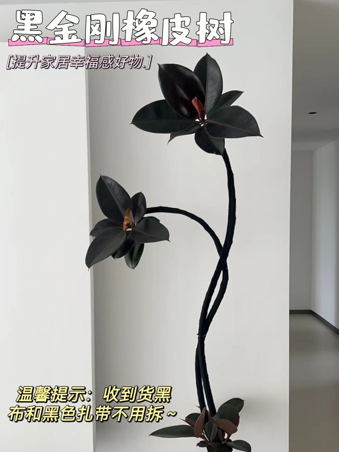黑金刚橡皮树客厅大植物造型大型绿植客厅大摆件好养绿植盆栽室内