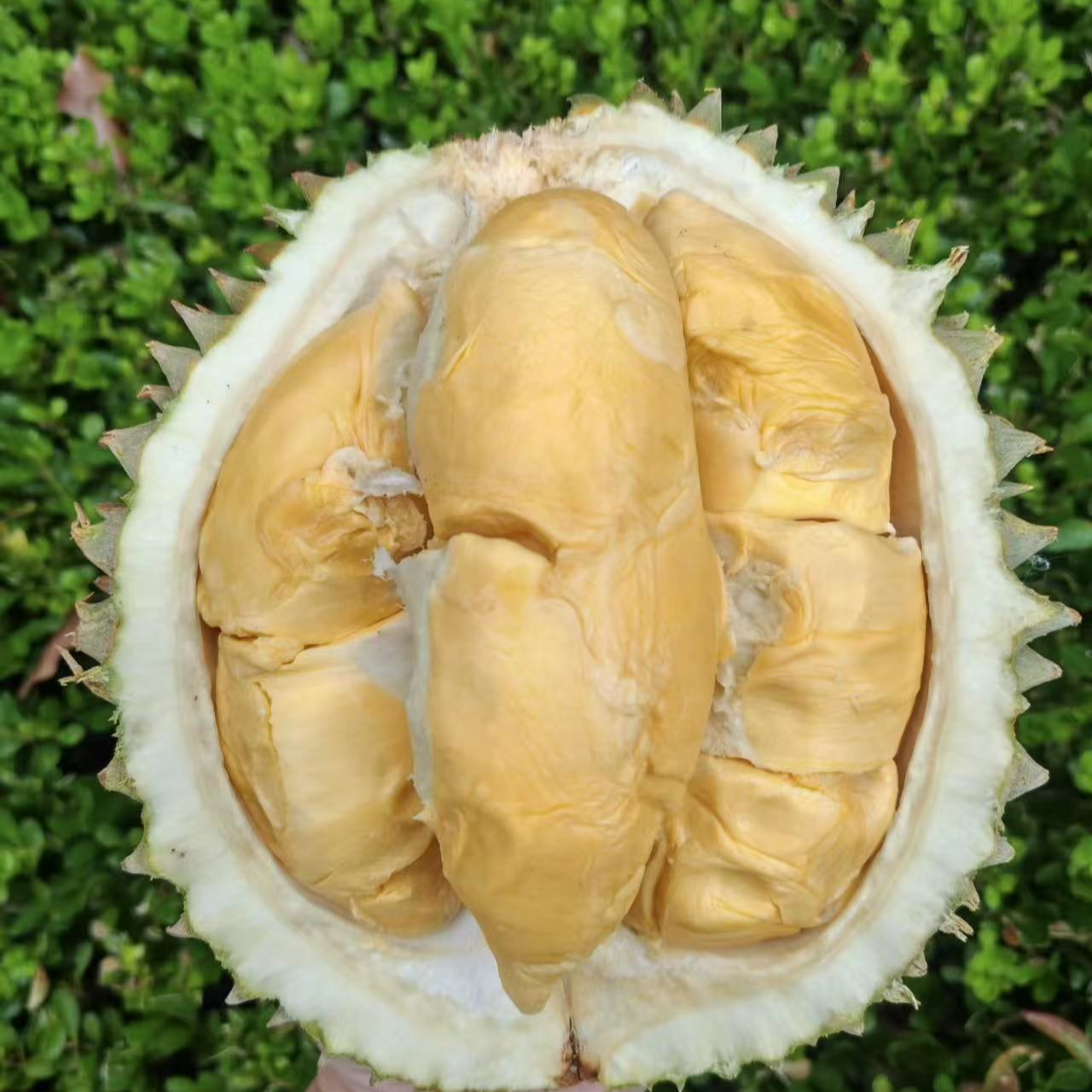 马来西亚鲜果榴莲甘榜