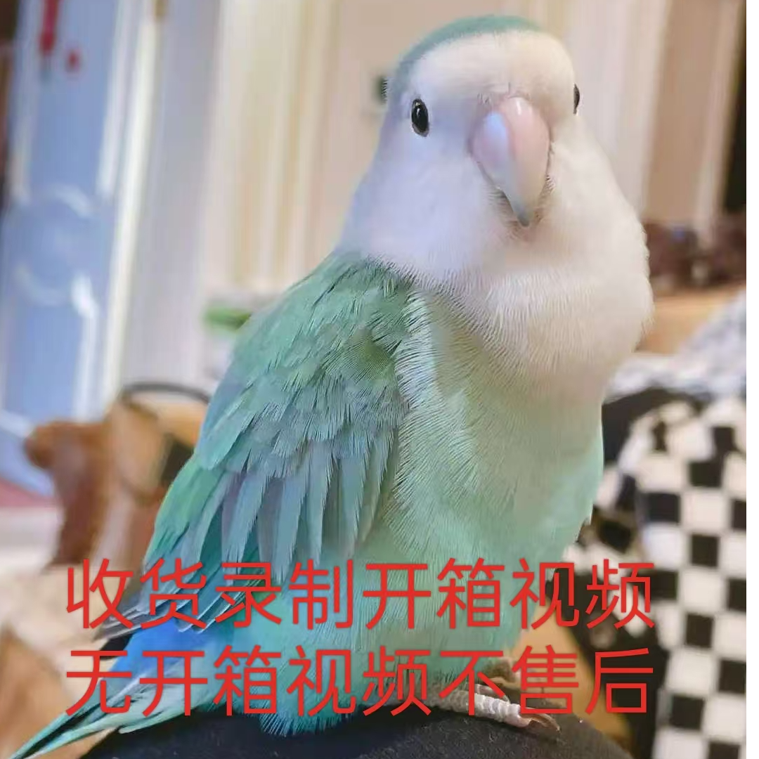 （直播链接）牡丹鹦鹉 手养牡丹幼鸟活体 一物一拍