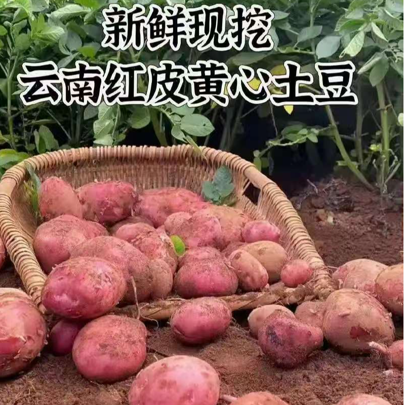 云南老品种红皮黄心土豆新鲜现挖露天种植洋芋马铃薯