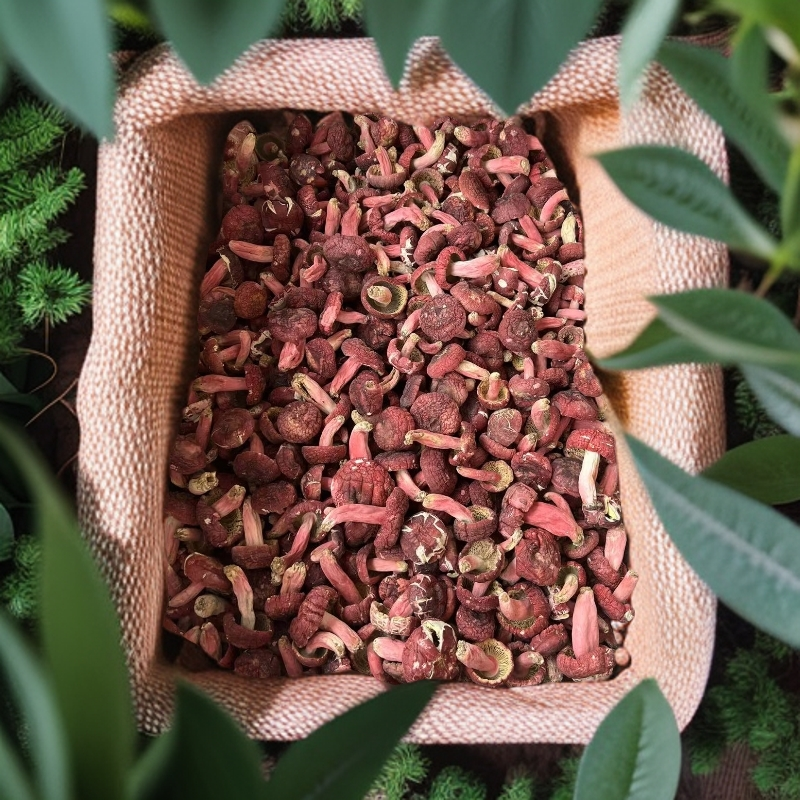 2025潮星精选广西浪水红菇源（所有产品以直播间展示为准）