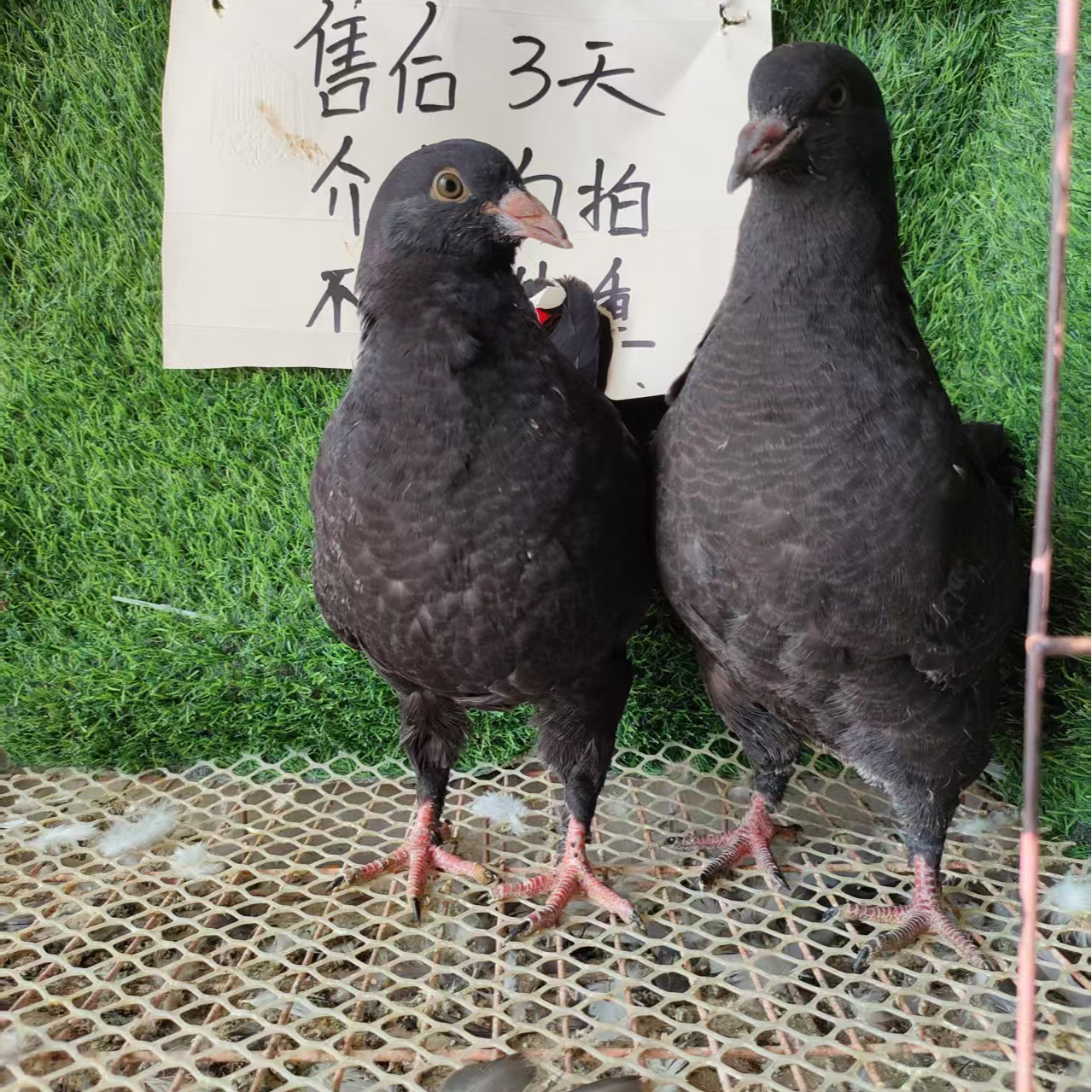 黑元宝青年食用观赏均可