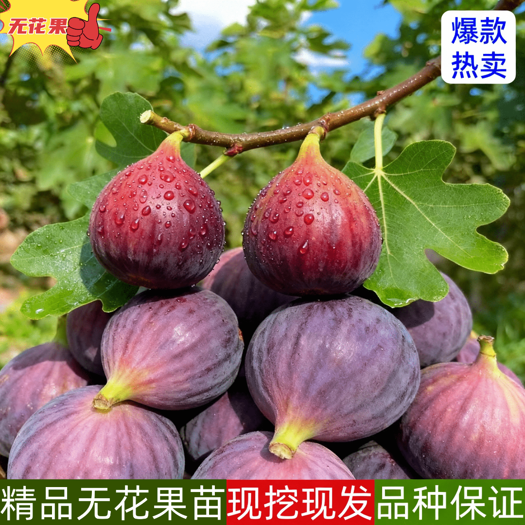 四季盆栽特大无花果树苗紫色新品种特大果波姬红南方阳台水果树苗