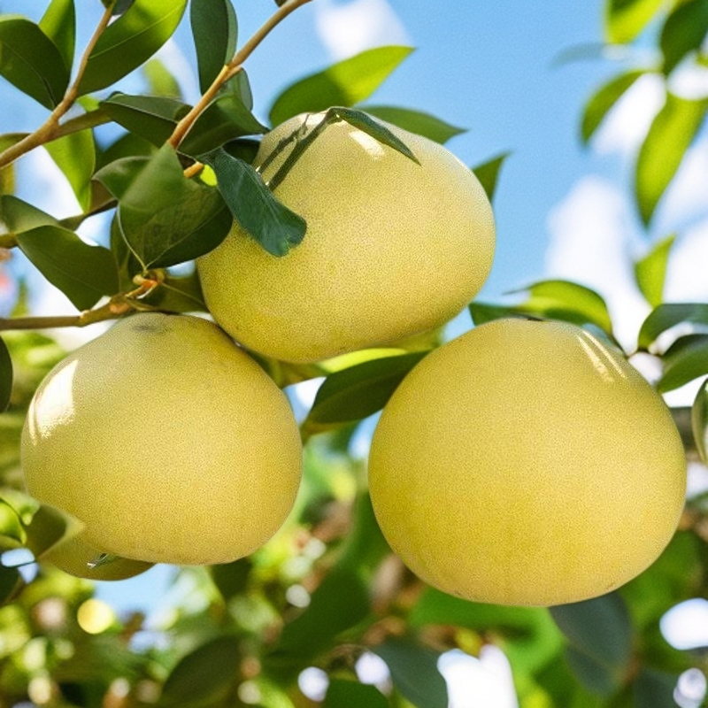 正宗玉环文旦柚子树苗白心柚子树苗嫁接柚子树苗耐寒林果园