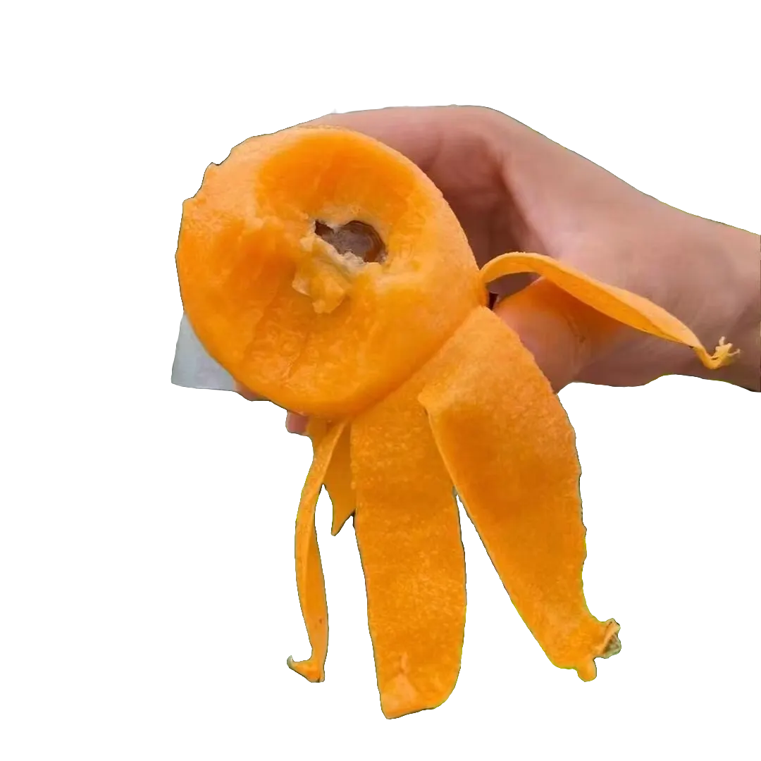 苗武云嫁接大伍星绿植树苗适合家庭种植品质之选枇杷树苗果树苗