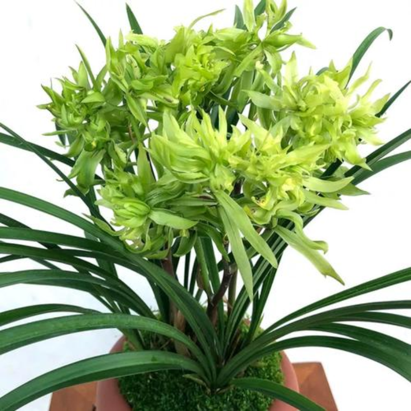 【花开富贵】带花芽、春兰奇花开花浓香型兰花苗好养绿植盆栽