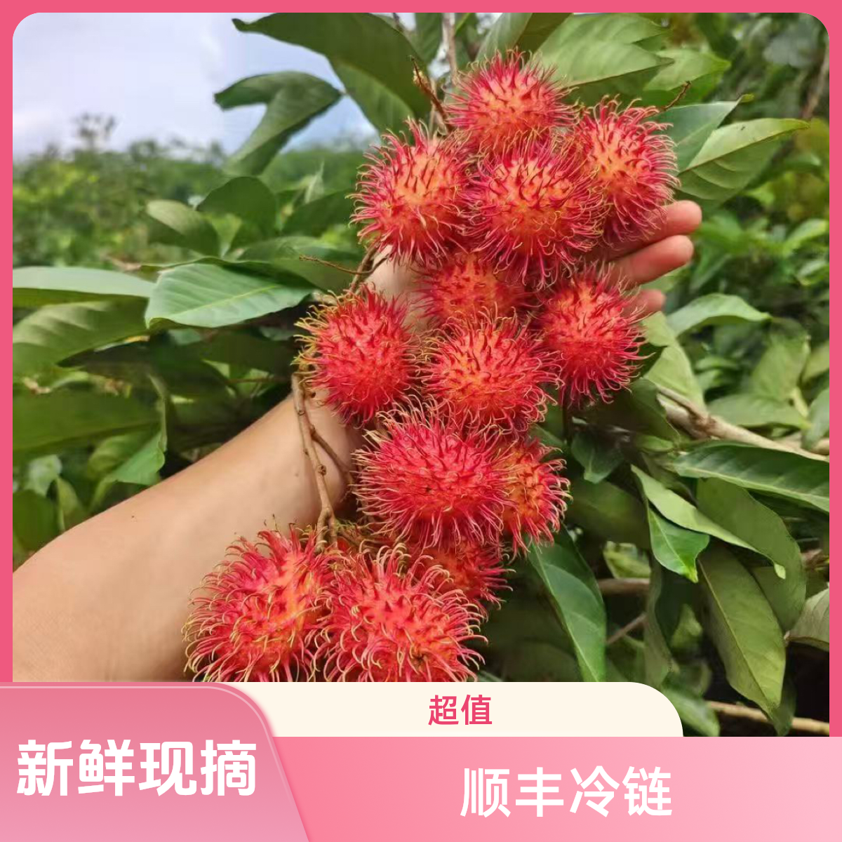 顺丰冷链新鲜红毛丹现摘现发新鲜水果毛荔枝孕妇当季水果