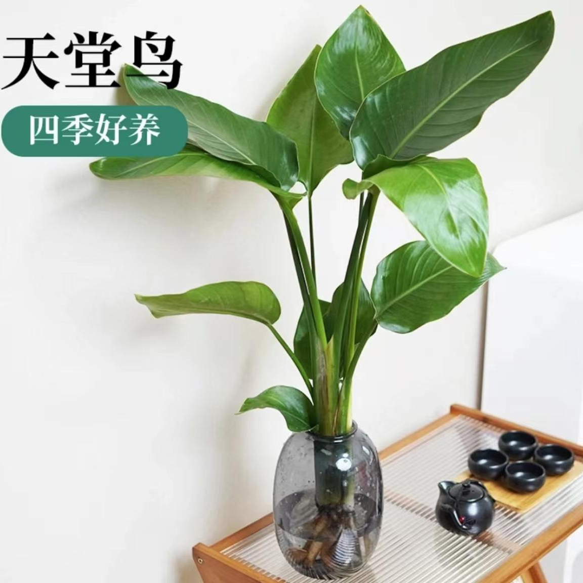 【2棵水培天堂鸟】好养大叶绿植四季办公室内吸甲醛好看天堂鸟