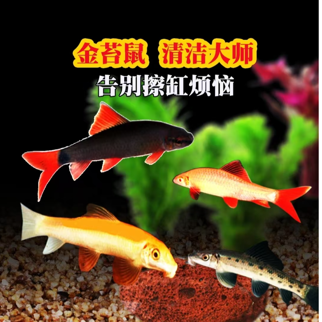 彩虹鲨粉红鲨金苔鼠清洁鱼可混养吃残渣除藻热带观赏鱼