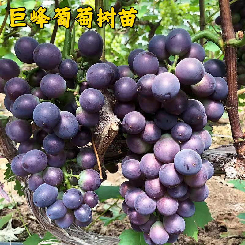 巨峰葡萄果树苗大果蓝宝石葡萄树苗盆栽庭院爬藤葡萄南方北方种植