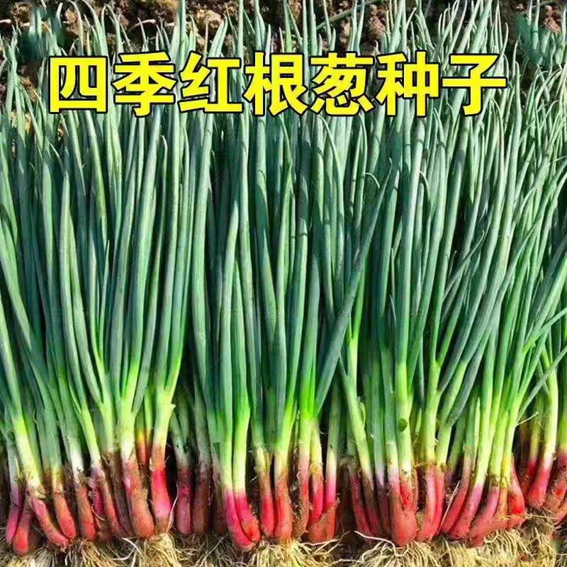 【红根小香葱种子】四季小香葱籽耐热耐寒阳台盆栽红葱种子小香葱